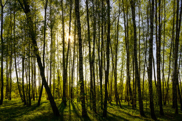 Sunset or sunrise in a spring birch forest with bright young foliage glowing in the rays of the sun and shadows.