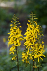Obraz premium Ligularia dentata, the summer ragwort or leopardplant, is a species of flowering plant in the genus Ligularia and the family Asteraceae, native to China and Japan. Hanover Berggarten, Germany.