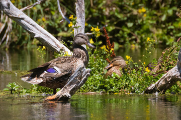 Mallard duck (Anas platyrhynchos) hen with one of her adolescent young on an island with wildflowers and driftwood.  Photographed at Hat Creek Park in Shasta County California, USA
