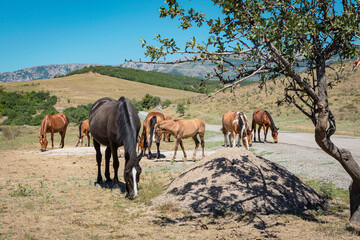 Horses are walking in the mountains of Crimea. A herd of horses grazing in a field. Rural landscape.