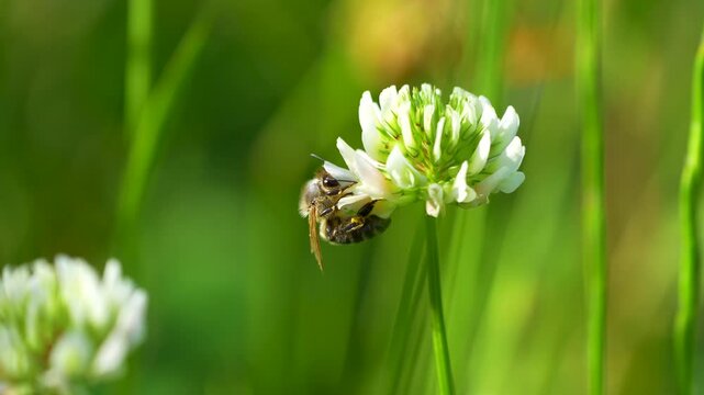 bee collecting nectar on a clover flower