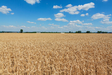 Gold wheat field and blue sky. Crops field. Selective focus