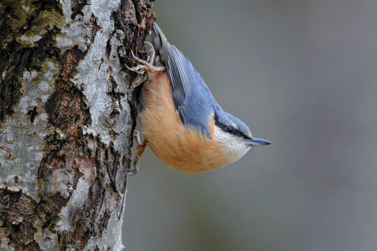 Sittelle torchepot (Sitta europaea), Neuch&acirc;tel, Suisse.