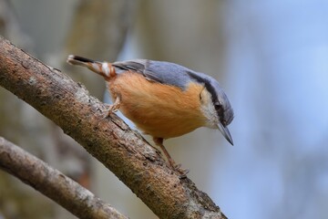  Sittelle torchepot (Sitta europaea), Neuchâtel, Suisse.