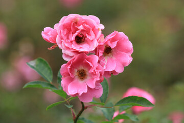 pink rose bush