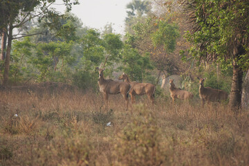 A heard of nilgai (Boselaphus tragocamelus)  nilgau