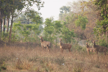 A heard of  nilgai (Boselaphus tragocamelus)  nilgau