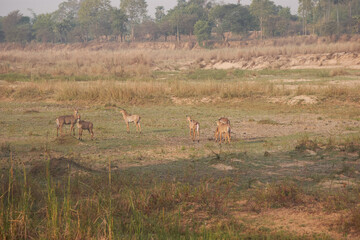 Naklejka premium A herd of Nilgai (Boselaphus tragocamelus) in Dry Riverbed in Bihar