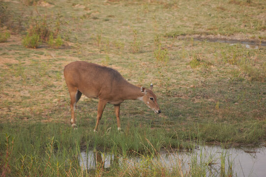 nilgai (Boselaphus tragocamelus)  nilgau driking water
