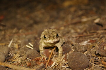 toad frog on ground in night during monsoon