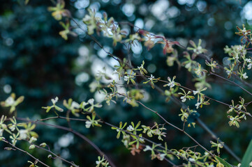 Delicate Encyclia orchids with white petals and purple accents against a serene green background. Perfect for use in botanical studies, ecological projects, and garden designs.