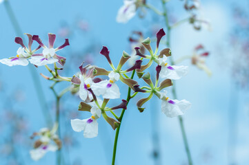 Delicate Encyclia orchids with white petals and purple accents against a serene green background....
