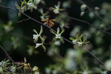 Delicate Encyclia orchids with white petals and purple accents against a serene natural background. Perfect for use in botanical studies, ecological projects, and garden designs.
