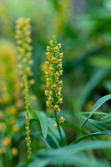 Close-up of a yellow Epidendrum macrum orchid spike in full bloom, set against a lush green background, perfect for garden design, floral arrangements, and commercial horticulture promotions.