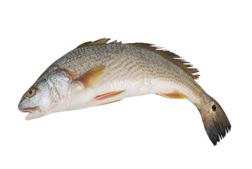 Red drum fish isolated on white, Sciaenops ocellatus	