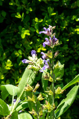 Purple flowers of common sage (salvia officinalis), in mid summer