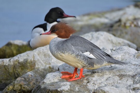 Harle bi&egrave;vre (Mergus merganser), lac de Neuch&acirc;tel, Suisse.