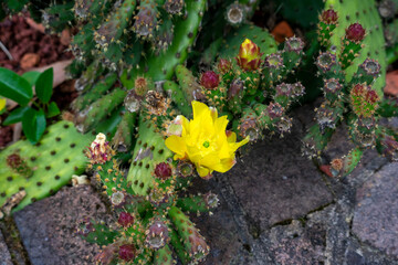 Yellow flowering prickly pear cactus (opuntia rufida), a native of Texas and New Mexico
