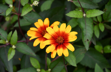 ヘリオプシス「バーニングハーツ」 Heliopsis helianthoides var. scabra 'Burning Hearts'