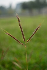ears of wheat in the field, Bihar, India.