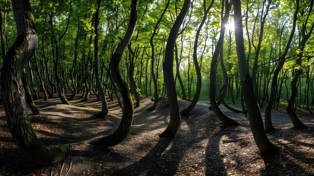 Hoia Baciu Forest with lush trees and strange curved trunks, sunlight penetrating creating mysterious shadows on the ground