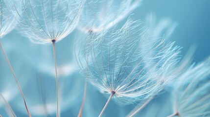 Macro shot of a dandelion seed head, capturing its delicate structure and ethereal beauty against a soft, blurred background.
