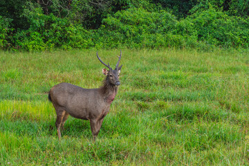 Obraz premium A wild animal deer standing in the middle of the grassland had an injury to its neck.