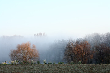 paysage brume 0307 0323