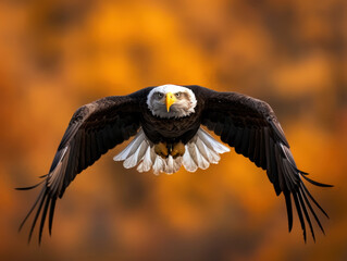 Obraz premium A bald eagle is flying through the air with its wings spread wide. The bird is majestic and powerful, soaring high above the ground