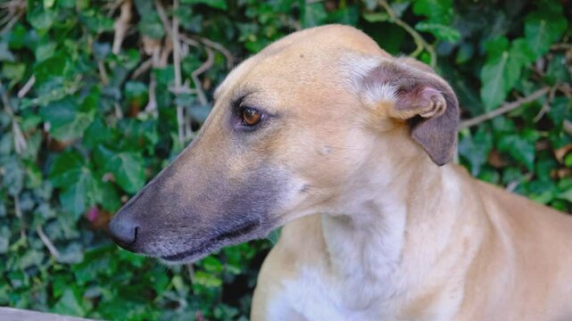 Cute greyhound resting on a green lawn
