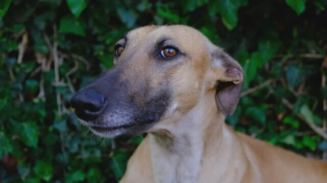 Cute greyhound resting on a green lawn