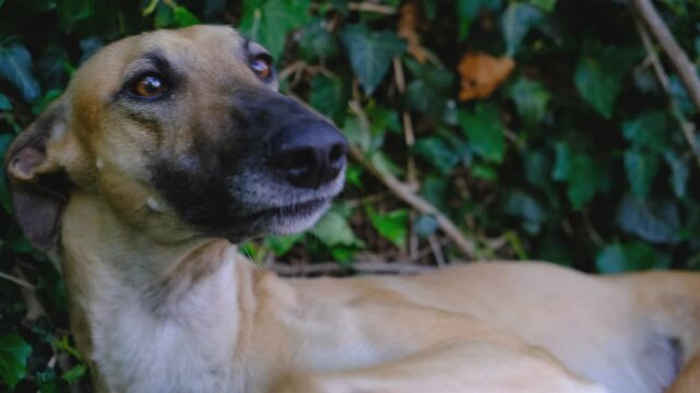 A greyhound resting, lying on a green shady lawn.