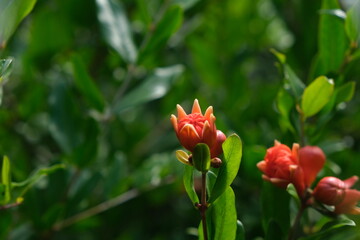 Ripe pomegranate fruit on tree branch