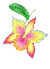Orchid flower isolated on white background. Hand drawn color pencils illustration.