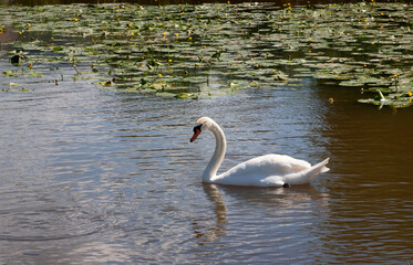 White Swan on the Lake. Mute Swan (Cygnus olor) gliding across the Lake .