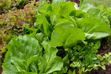 Salad grow on the kitchen-garden in soil. Organic vegetables.