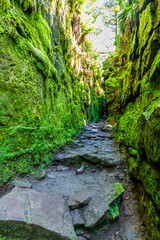 A view from the bottom of the steps leading down to Luds Church near Gradbach, Staffordshire in summertime