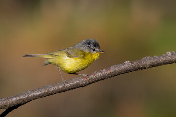 grey-hooded warbler or Phylloscopus xanthoschistos in Binsar, Uttarakhand, India