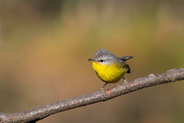 grey-hooded warbler or Phylloscopus xanthoschistos in Binsar, Uttarakhand, India