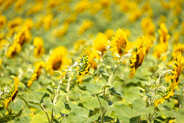 Sunflowers on field - side view with swirly bokeh