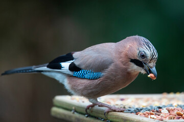 Eurasian jay