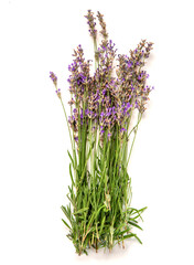 Naklejka premium A close-up image of a tied bouquet of fresh lavender flowers, isolated against a white background.