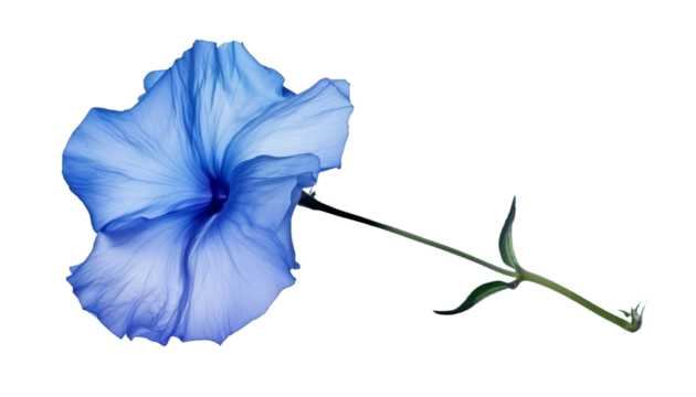 blue flower isolated on transparent background cutout