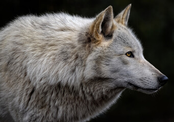A close up of a Grey Wolf (Gray Wolf) © ambquinn
