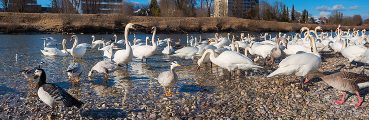 lots of swans at Isar river, Munich, district Thalkirchen