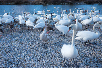 lots of swans at Isar river, Munich, district Thalkirchen, at dawn