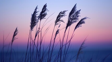 grass at the morning