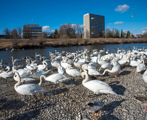 lots of swans and gooses at Isar riverside, Munich, district Thalkirchen