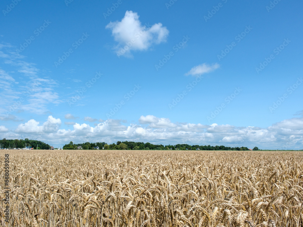 Poster Graanveld in Flevoland  province, The Netherlands