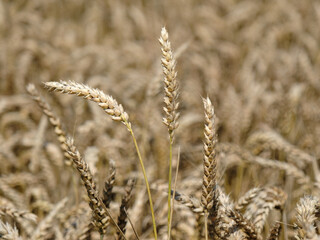 Fototapeta premium Graanveld in Flevoland province, The Netherlands